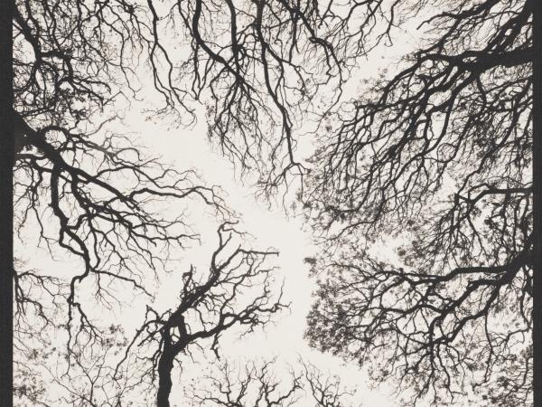 Photograph of tree branches arching overhead on an overcast day