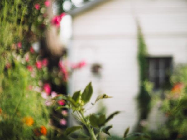Red and orange flowers hanging from a tree outside a white home