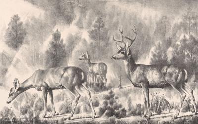 Lithograph drawing of a group of deer in the brush
