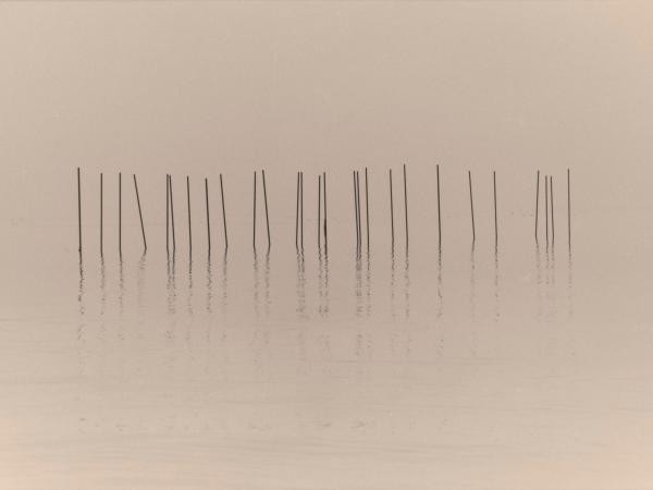 Foggy lake with rods sticking out of the water